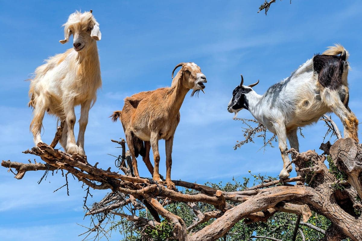 Argan tree-climbing goats perched in branches above the Souss Valley near Agadir.