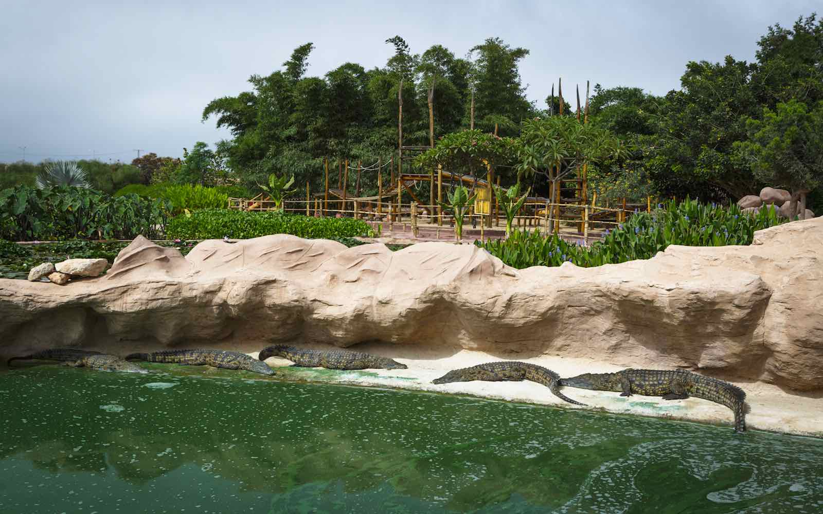 Crocodiles at a pool in Crocoparc, a popular family half-day outing near Agadir