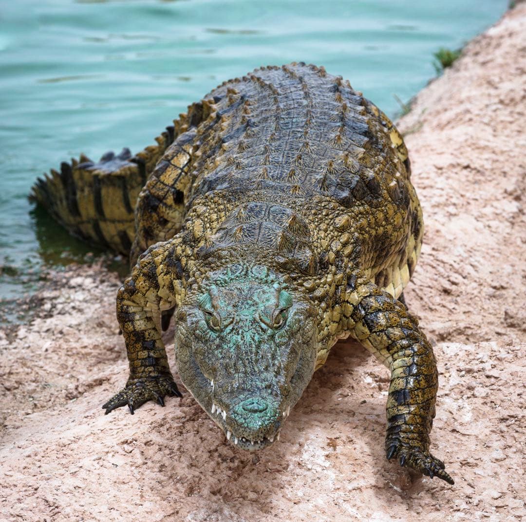 Nile crocodiles at Crocoparc Agadir, one of the easiest family attractions near Agadir
