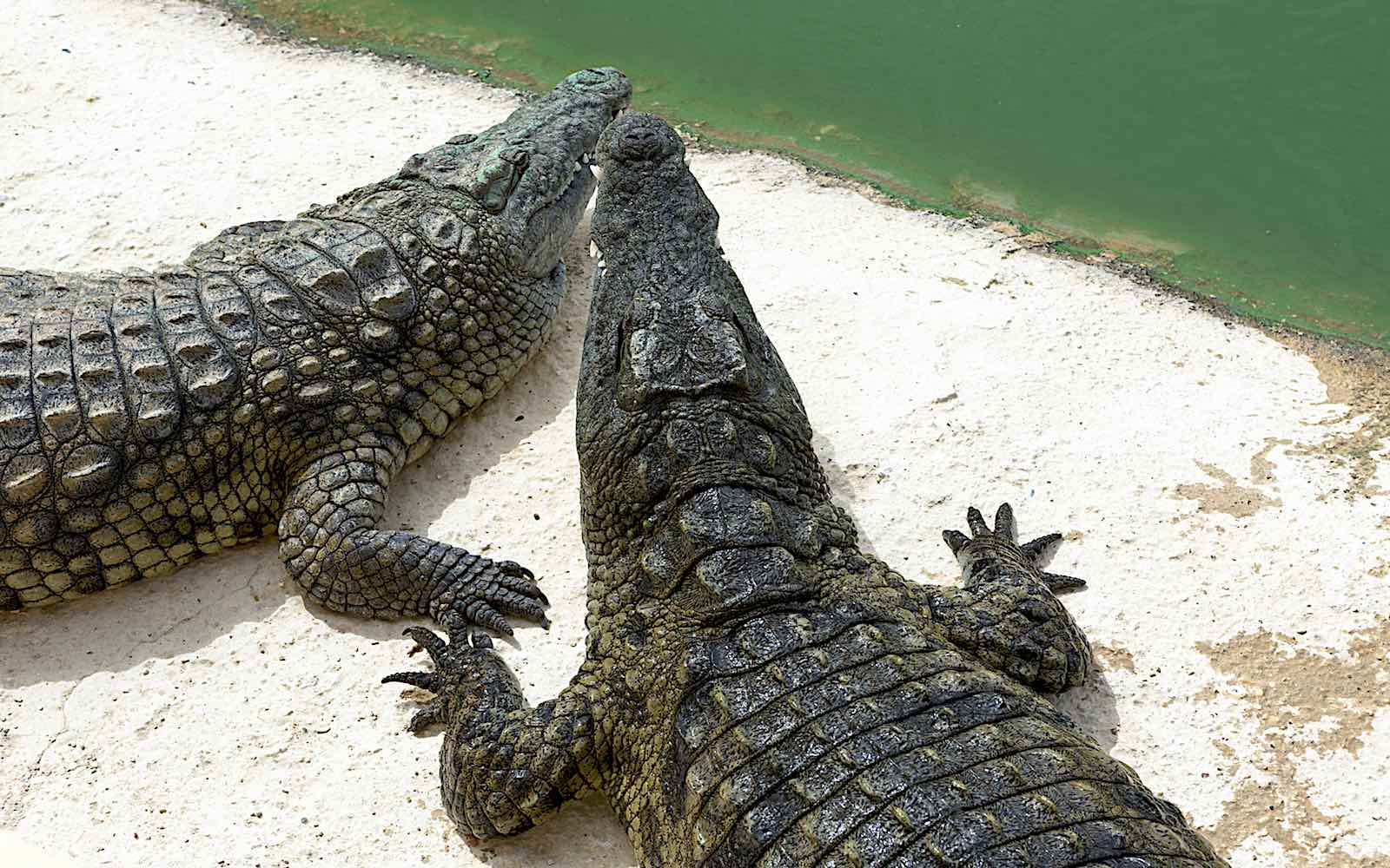 Nile crocodiles basking on sunny banks inside Crocoparc Agadir, Morocco's premier crocodile and botanical park.